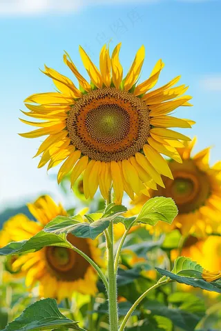 向日葵向阳鲜花摄影图