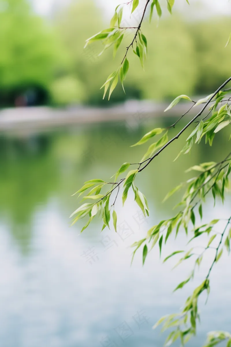 春天树枝抽新芽绿意立春春分摄影图(x)