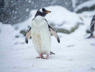 冰雪天地的企鹅寒冷动物摄影图