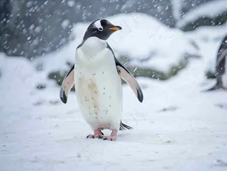 冰雪天地的企鹅寒冷动物摄影图