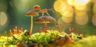 阳光下的蚂蚁蘑菇菌类阳光春天惊蛰春分摄影图