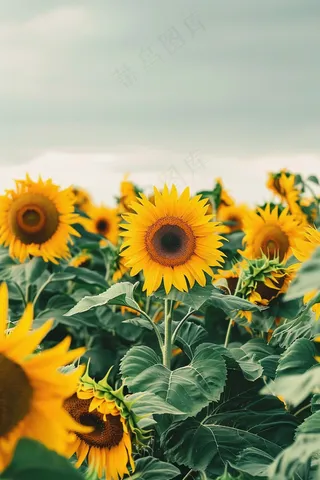 向日葵向阳鲜花摄影图