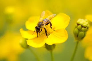 春天黄花蜜蜂采蜜油菜花摄影图