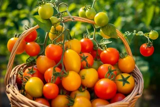 编织篮的西红柿番茄摄影图