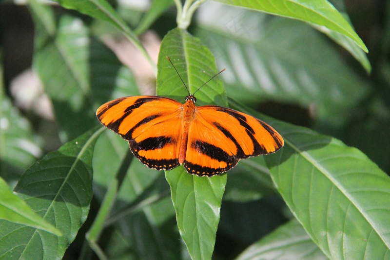 阳光下的橙黑相间斑蝶休憩图