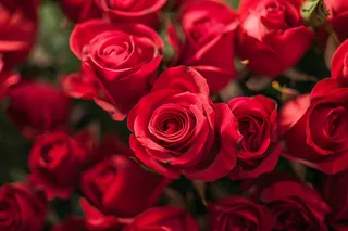 玫瑰花鲜花花朵摄影图