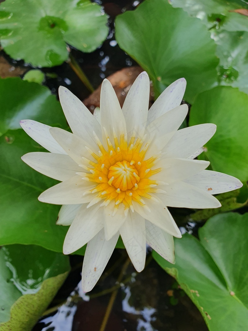 池塘水生植物莲花盛开2