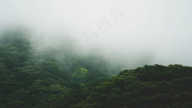 云雾森林图片