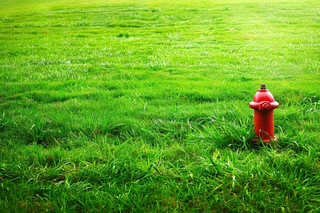 春天绿草地繁茂绿意摄影图