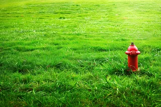 春天绿草地繁茂绿意摄影图