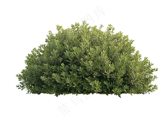 免抠绿叶灌木