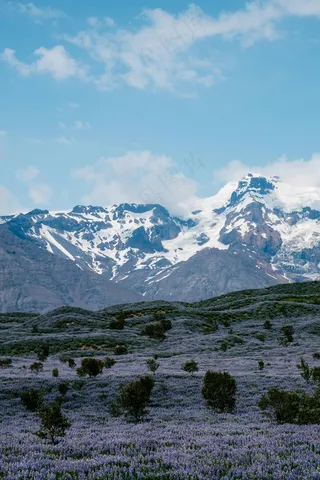 紫色浪漫，雪峰映辉