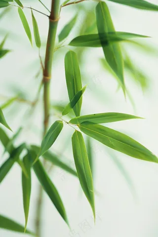 春夏竹林绿色清凉摄影图