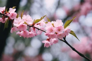 春天桃花粉色花朵摄影图