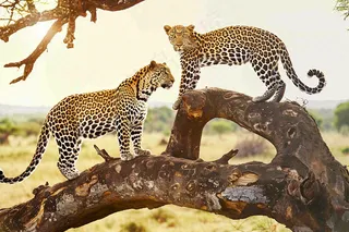 树干上的猎豹保护动物摄影图