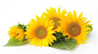 向日葵向阳鲜花摄影图