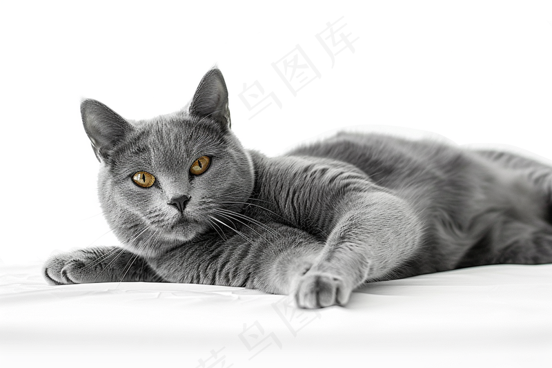 猫咪宠物猫可爱动物摄影图(4032x2688)