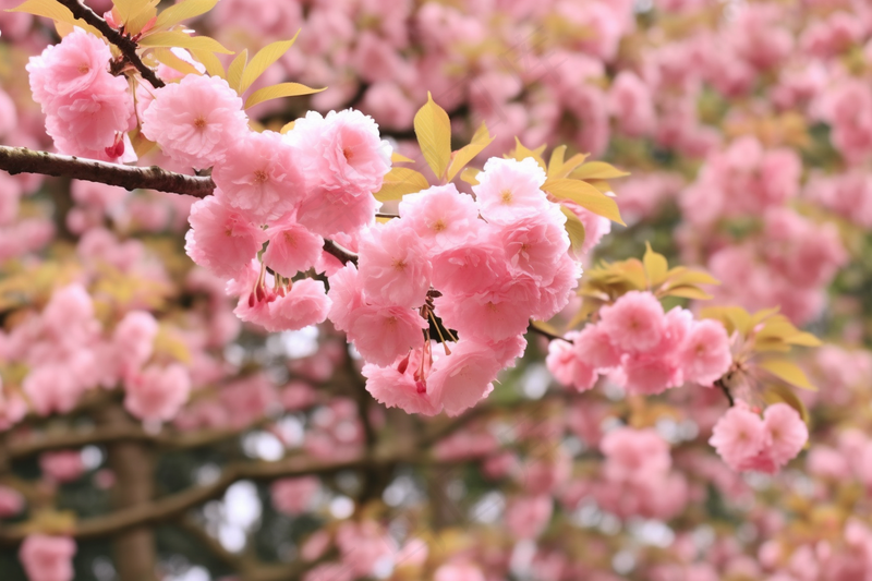 春天粉色樱花树枝摄影图(4032x2688)