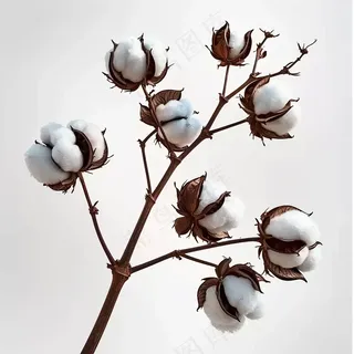 棉花成熟花束白色背景摄影图