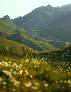 山谷中的野花盛开