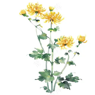 菊花水墨画中国风手绘清明重阳插画免抠