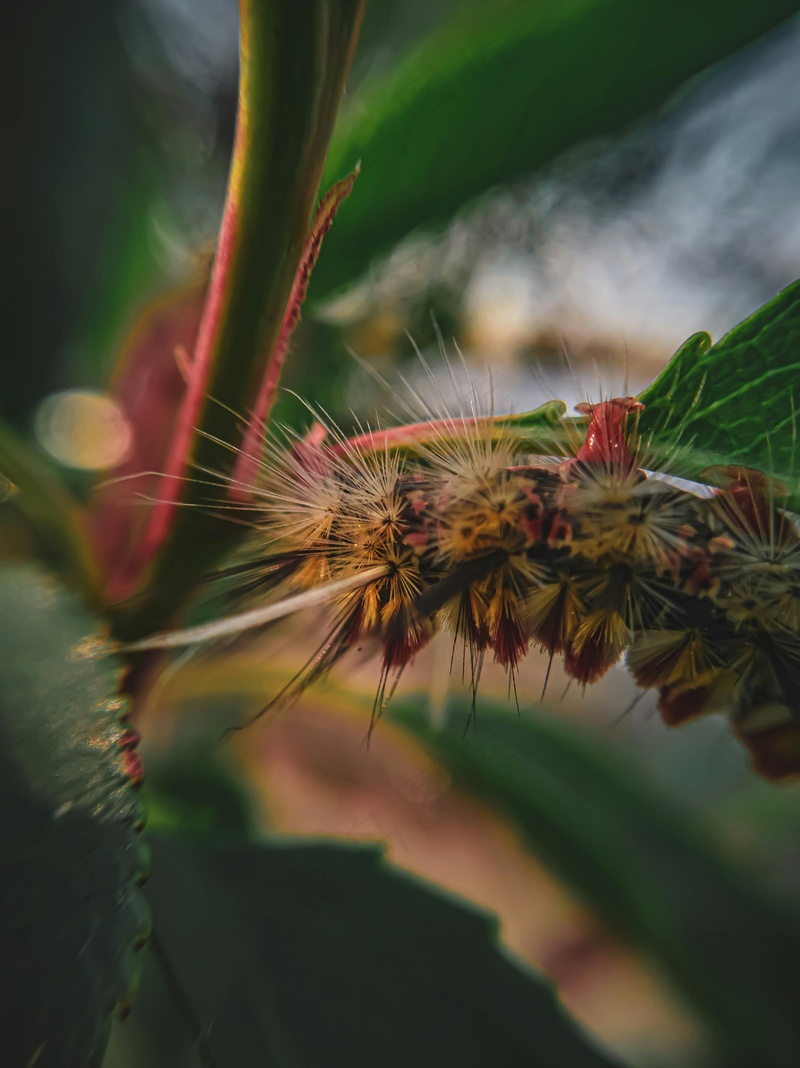 彩色毛虫的快乐时光