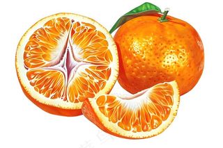 橘子砂糖橘手绘插画插图免抠