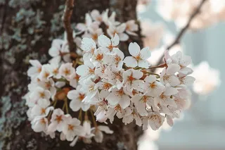 春日樱花花朵摄影图
