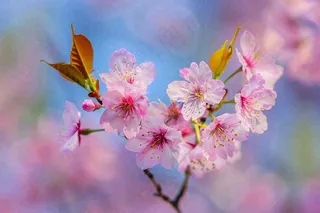 春天粉色樱花唯美风景春分立春惊蛰摄影图