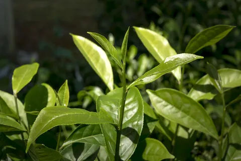 户外茶叶茶园 户外茶叶茶园