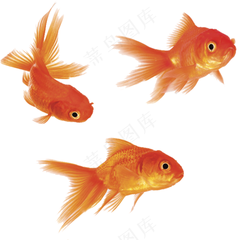 免抠3只金鱼素材