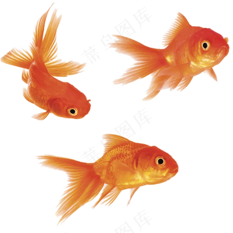 免抠3只金鱼素材