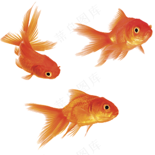 免抠3只金鱼素材