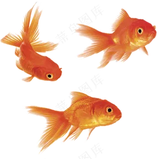 免抠3只金鱼素材