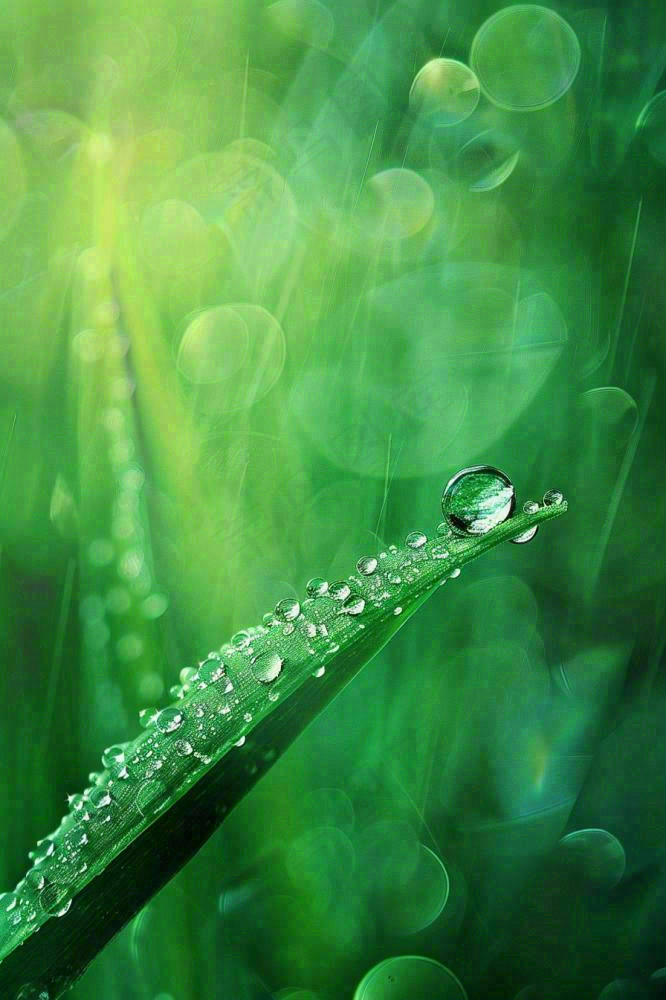 春天绿色叶子是的雨滴露珠雨水谷雨春分摄影图(896x1344)