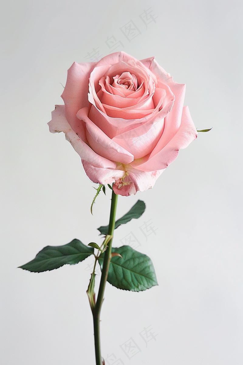玫瑰花鲜花花朵摄影图(2688x4032)