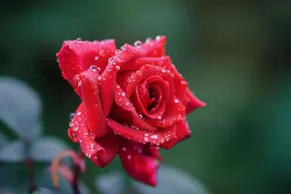 玫瑰花鲜花花朵摄影图