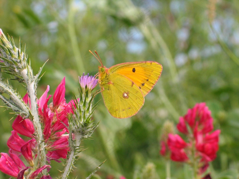 盛夏花卉上的黄蝴蝶