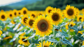 向日葵向阳鲜花摄影图