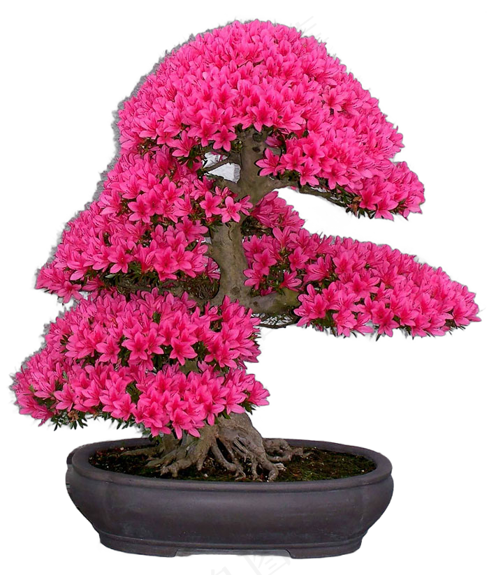 免抠盆景植物