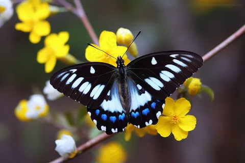 春天蝴蝶飞在黄花树枝上摄影图