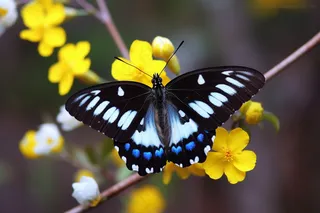 春天蝴蝶飞在黄花树枝上摄影图