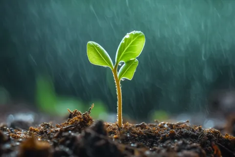 春天萌芽发芽雨水谷雨立春摄影图
