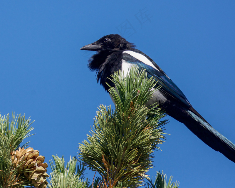 户外喜鹊鸟类生物