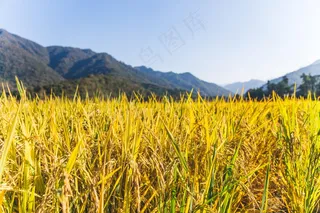 稻田稻穗图片