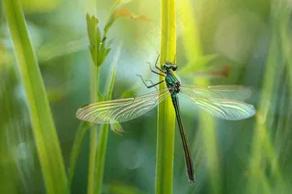 夏天植物绿叶上的蜻蜓绿意昆虫立夏夏至小暑大暑摄影图