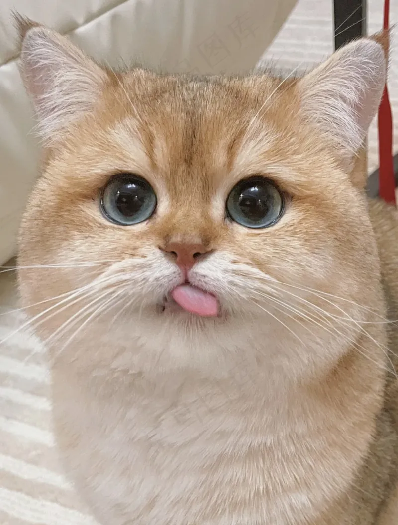 可爱猫咪摄影
