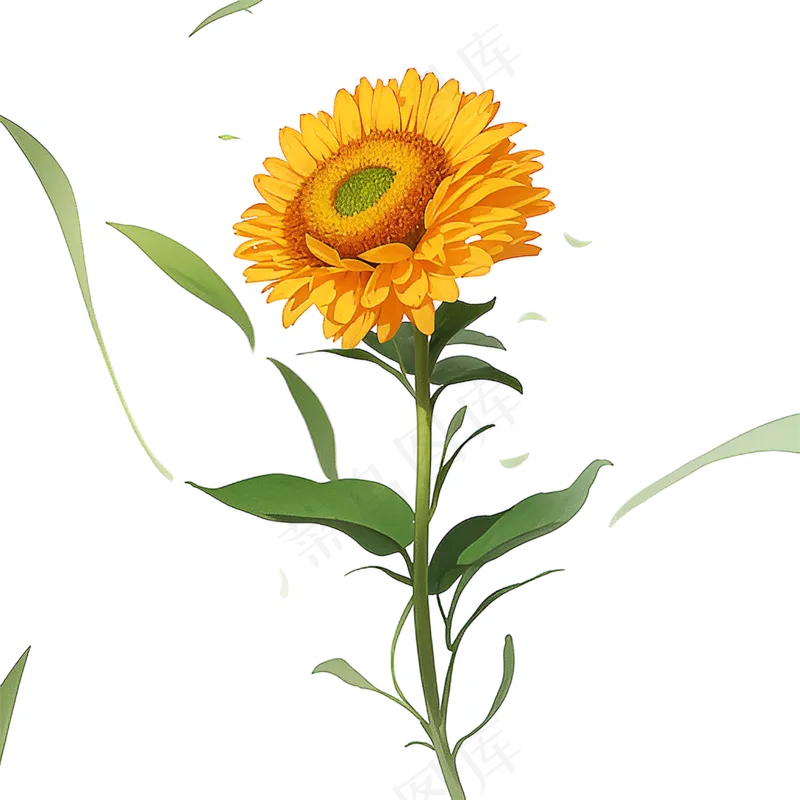 黄色向日葵免抠素材8
