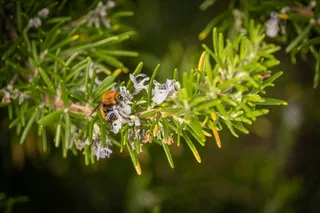 迷迭香上的忙碌身影