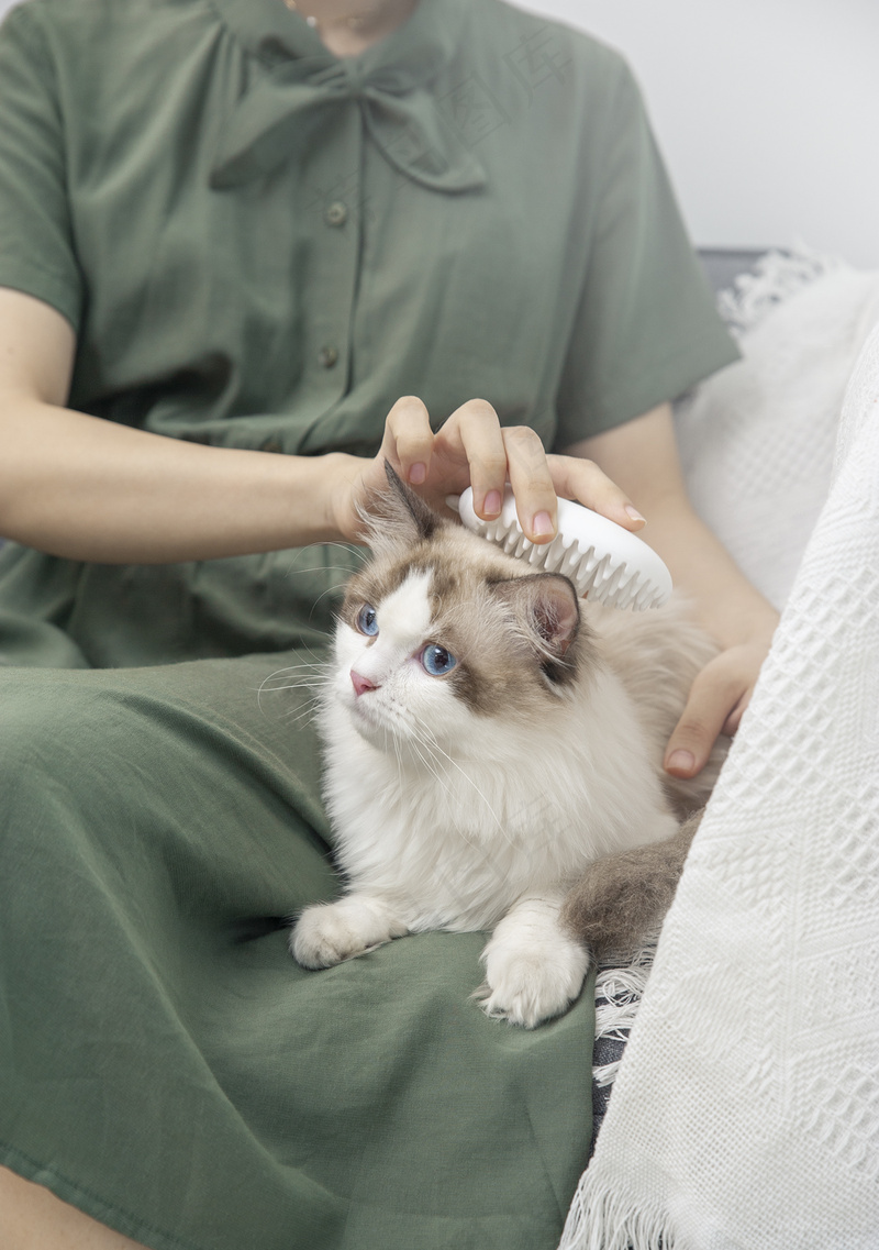 可爱猫咪摄影